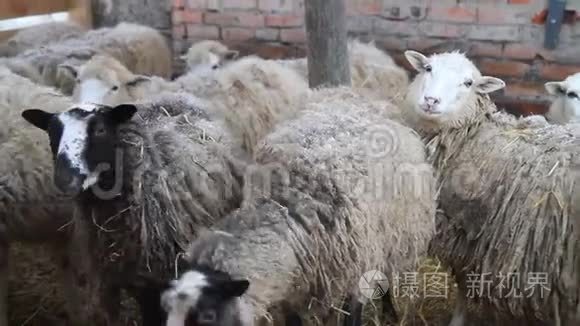 长毛的羔羊在冬天停下来视频