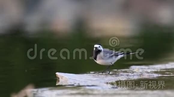 小鸟在瀑布边缘捕捉昆虫视频