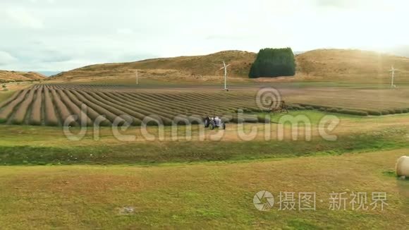 夕阳下高山薰衣草美丽的花圃视频