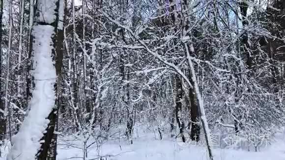 雪后观雪冬林视频