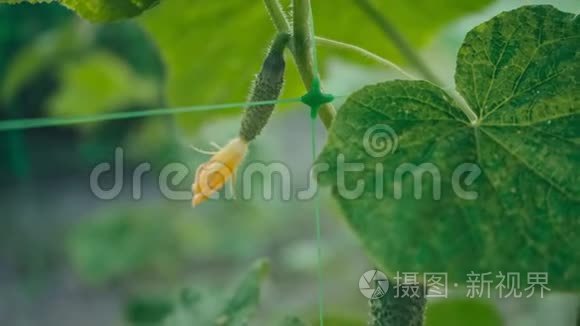 新鲜的黄瓜在花园的特写镜头中开花生长