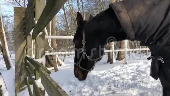 冬天用马衣覆盖的国产马视频