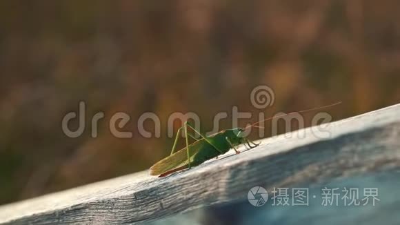 古老的木质表面上的绿