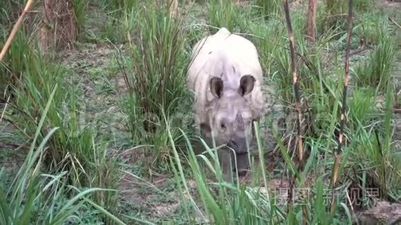 好奇的一角犀牛在尼泊尔视频