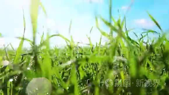 青草和晨露滴视频