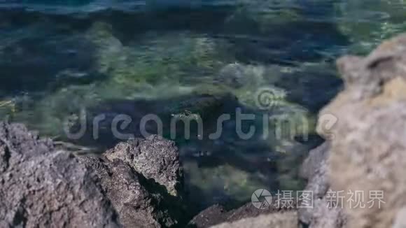 海洋海岸有绿藻的大石头视频