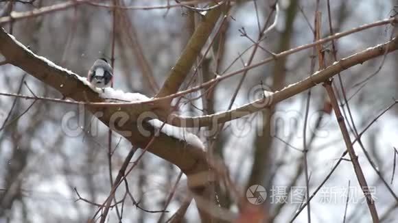 雪冬林中的牛翅视频