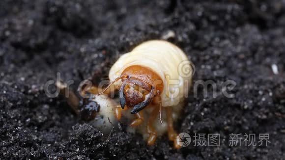 黑地背景下的幼鸟或五月虫或虫