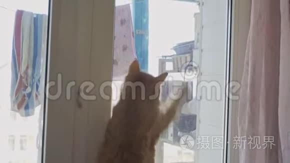 红猫在窗户附近捉到一只苍蝇视频