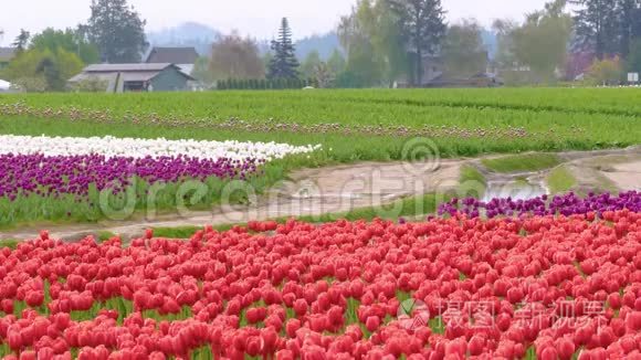 多云天气下田野里的红色郁金香视频