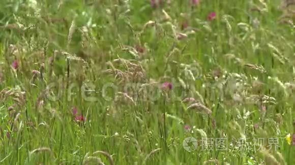 野生燕麦杂草和红色三叶草