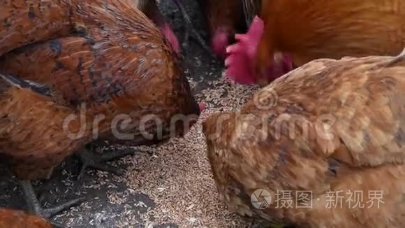 汉斯在农村院子里啄粮食视频