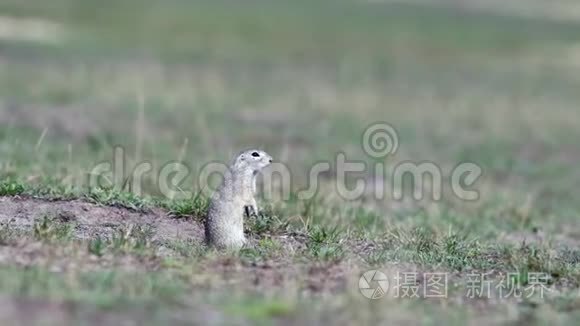 地松鼠雪铁龙在其自然栖息地视频