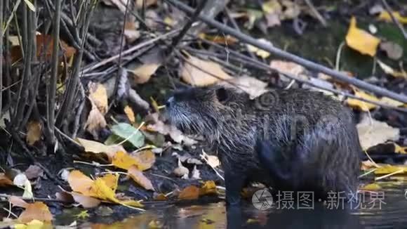 秋日毛霉在其自然生境中的分布视频