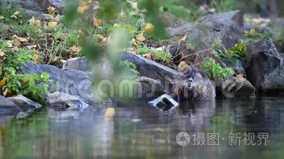 秋日毛霉在其自然生境中的分布视频