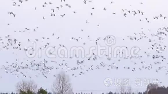 成群结队的大雁飞过一片田园视频