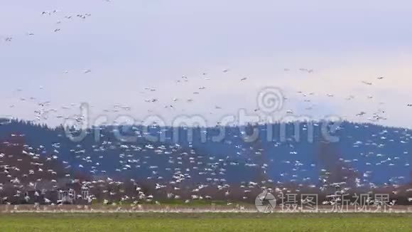 成群结队的大雁飞过一片田园视频