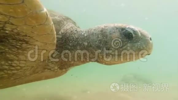 印度洋与大绿海龟游泳的4k水下视频