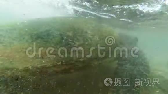 4k视频镜头在水下潜水，聚焦于生活在斯里兰卡海岸的大绿海龟