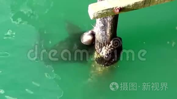 海狮正在水里嬉戏