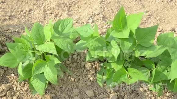 一排排生长在田间的幼豆植物.. 阳光明媚的春天，绿色和有机蔬菜在土壤中生长。 自由之轮