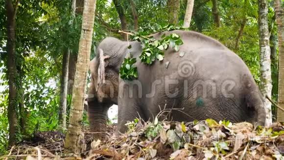 受伤动物视频素材-受伤动物实拍视频下载-第1页-摄图新视界视频库
