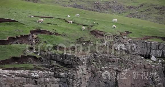 苏格兰风景优美的草地，传统景观中有羊。