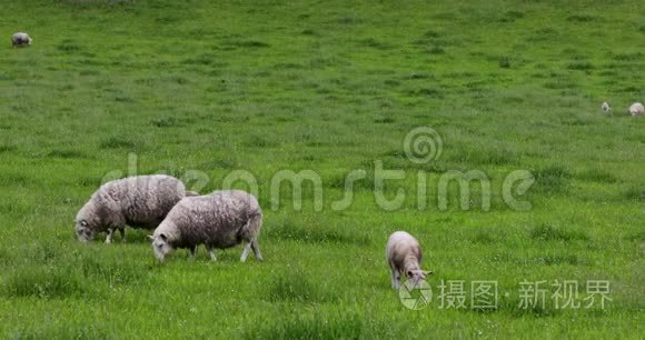 苏格兰风景优美的草地，传统景观中有羊。 4K页。