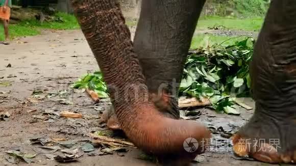 印度大象撕咬和吃甘蔗或甜棕榈树树干的4k镜头，以供大象使用