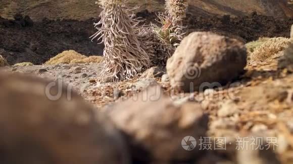 在高山上生长的干燥植物和花卉的4K视频。 卡那利岛，特内里费，泰德火山景观