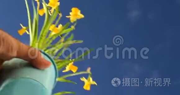 雄手布置美丽的黄水仙花卉植物视频