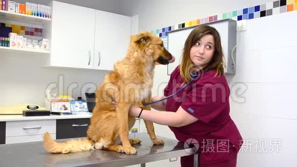 女兽医用听诊器检查可爱的狗