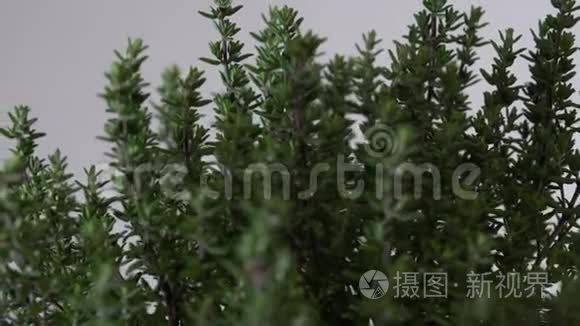 滑块沿着百里香植物移动