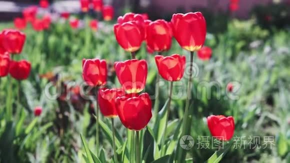 美丽的五颜六色的郁金香花在春天的花园里盛开。 装饰花在春天开花。