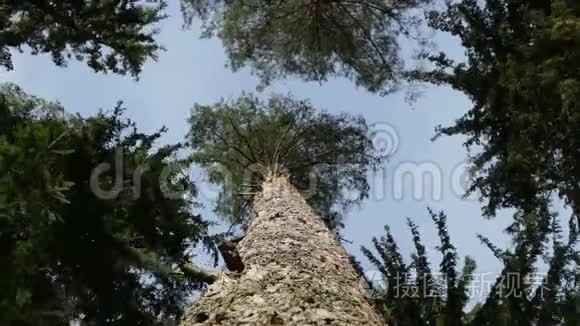 头顶上的高大树木