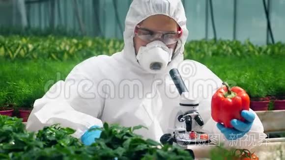 绿色工人用化学液体填充红辣椒视频