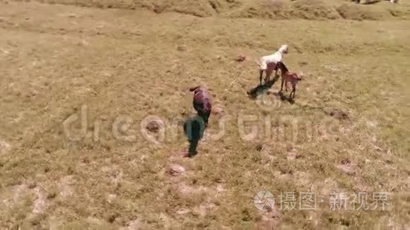 飞越山地草地上的野马群。 夏山野性.. 自由生态概念。