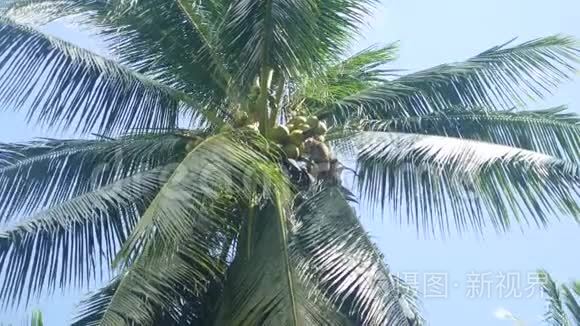 蓝天背景上的棕榈树