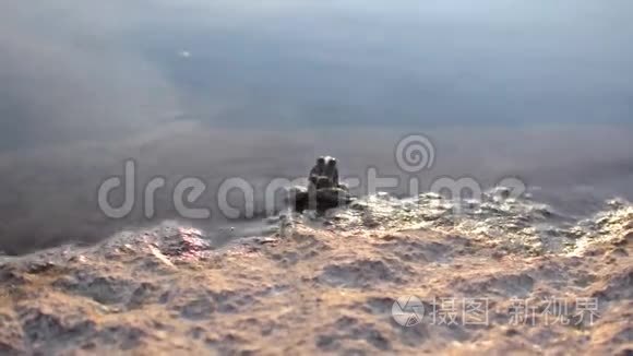 青蛙坐在水里的岩石上视频