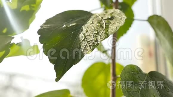 有美丽叶子的绿色植物。 水滴特写