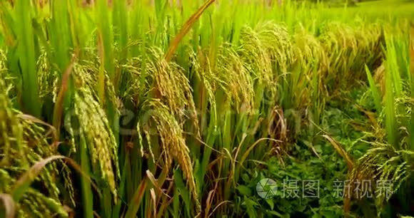 稻田绿色农业生态系统亚洲水稻稻田越南绿色农场。 收获农业种植黄金