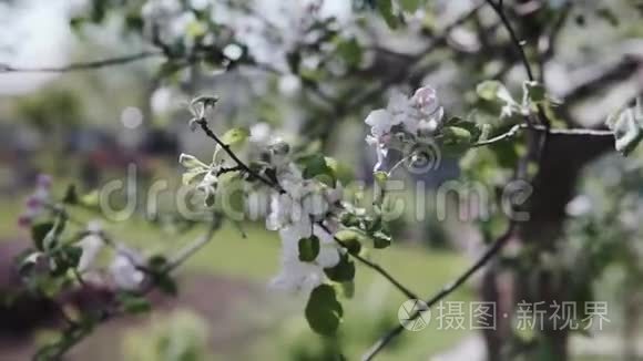 美丽的春天苹果树花开了视频