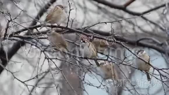 秋天麻雀在树上休息视频