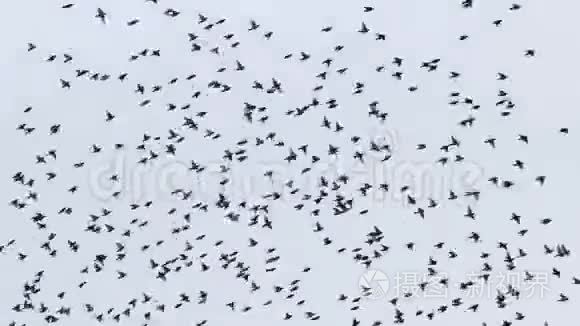 鸟儿在天空中快速美丽地飞翔视频