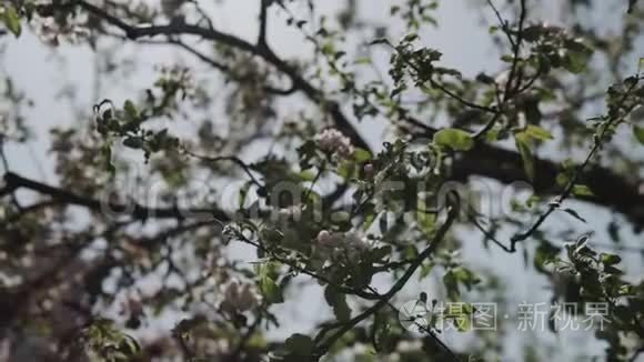 美丽的春天苹果树花开了视频