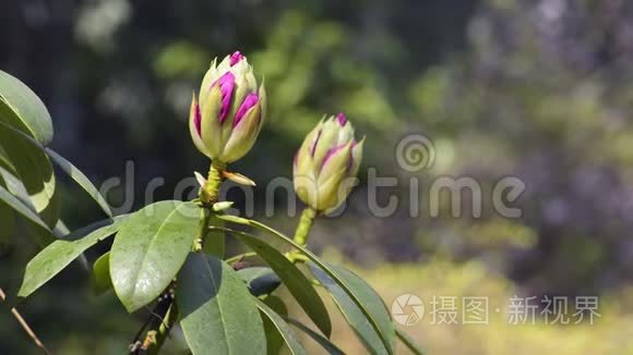 美丽的粉红色异国花蕾