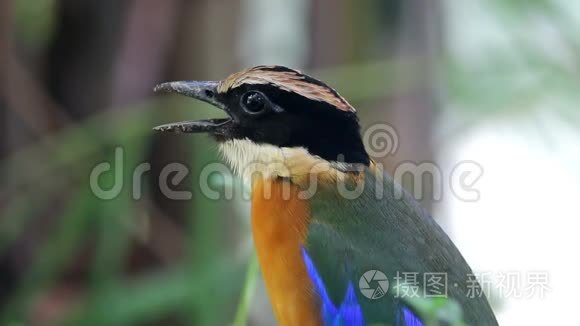 泰国美丽的鸟类视频