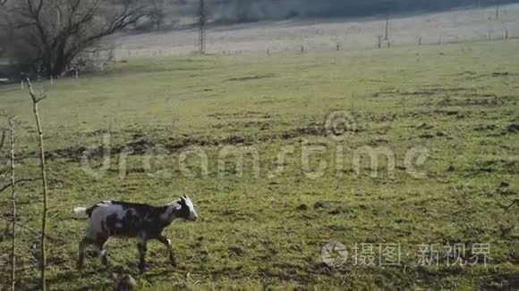 户外野外草地上的小山羊，有机农业