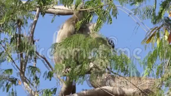 坐在树顶上的灰猴视频