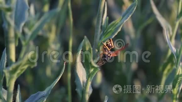 抓住植物。 宏观，特写.